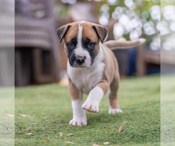 Medium Photo #3 Boxer-Unknown Mix Puppy For Sale in San Diego, CA, USA