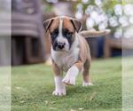 Small #2 Boxer Mix
