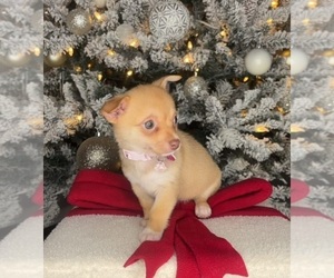 Chihuahua Puppy for sale in CHARLOTTE, NC, USA