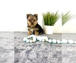 Small #5 Yorkshire Terrier
