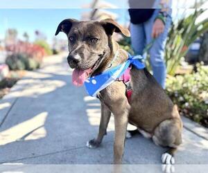 Plott Hound-Unknown Mix Dogs for adoption in Pasadena, CA, USA