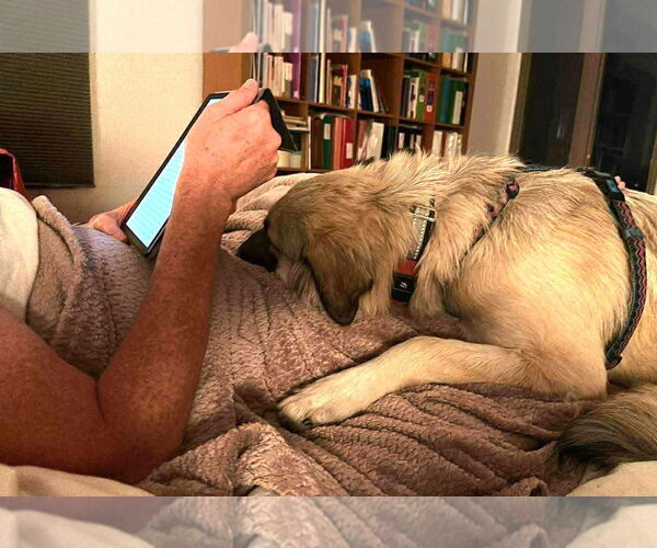 Medium Photo #3 Anatolian Shepherd Puppy For Sale in Winter Park, CO, USA