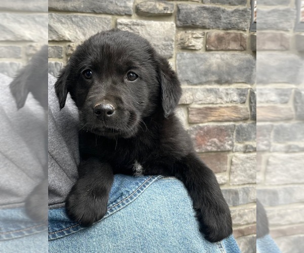 Medium Photo #1 Sheprador Puppy For Sale in MALTA, OH, USA