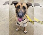 Small #6 German Shepherd Dog Mix