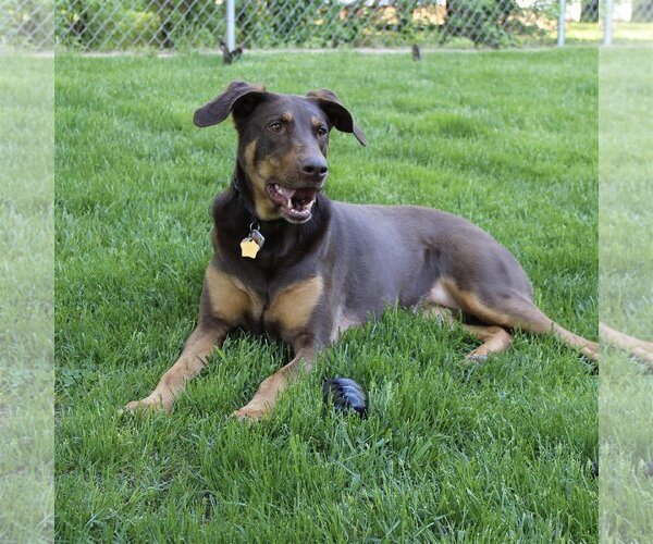Medium Photo #4 Doberman Pinscher-Unknown Mix Puppy For Sale in Minneaoplis, MN, USA