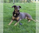 Small #3 Doberman Pinscher Mix