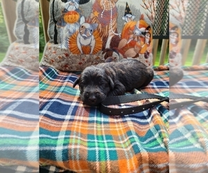Labradoodle Puppy for sale in BENTON, IL, USA