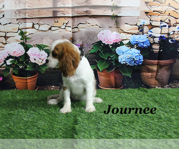 Medium Photo #21 Cavalier King Charles Spaniel Puppy For Sale in CHANUTE, KS, USA