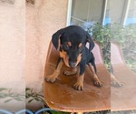 Small #4 Doberman Pinscher-Mountain Cur Mix