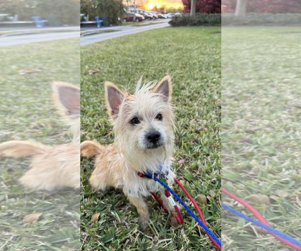 Medium Photo #1 Cairn Terrier Puppy For Sale in Pompano Beach , FL, USA