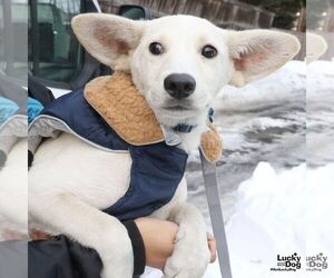 Labrador Retriever-Unknown Mix Dogs for adoption in Washington, DC, USA