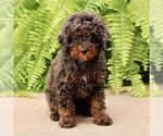 Small Poodle (Miniature)