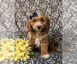 Cock-A-Poo Puppy for sale in NOTTINGHAM, PA, USA