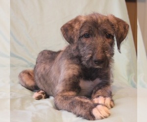 Medium Irish Wolfhound