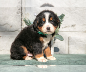 Medium Bernese Mountain Dog