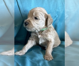 Australian Labradoodle Puppy for sale in DEADWOOD, SD, USA