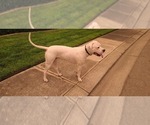 Small Photo #4 Dogo Argentino Puppy For Sale in MODESTO, CA, USA