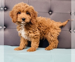 Goldendoodle-Poodle (Toy) Mix Puppy for sale in CINCINNATI, OH, USA