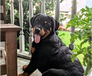 Rottweiler Puppy for sale in CHRISTIANA, PA, USA