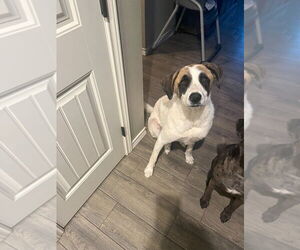 Anatolian Shepherd-Unknown Mix Dogs for adoption in San Angelo, TX, USA