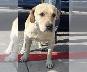 Labrador Retriever-Unknown Mix Dogs for adoption in San Antonio, TX, USA
