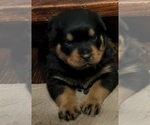 Small Photo #23 Rottweiler Puppy For Sale in WRAY, CO, USA
