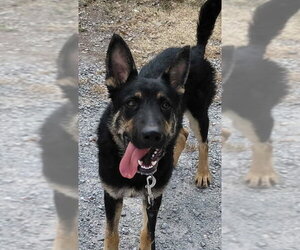 Baby Bear: at shelter - Male German Shepherd Dog Dog for Adoption - Photo #4