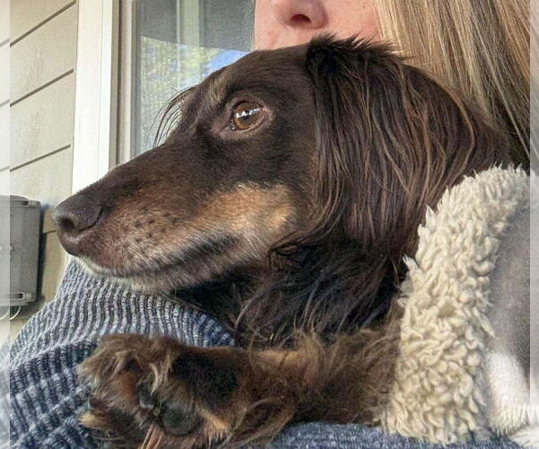 Medium Photo #4 Dachshund Puppy For Sale in Fruitland, SC, USA