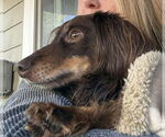 Small #3 Dachshund