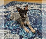 Small #2 Australian Cattle Dog