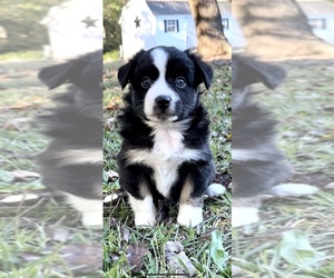 Miniature American Shepherd Puppy for sale in E LAURINBURG, NC, USA
