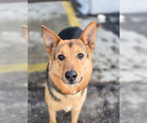 Medium Photo #1 Mutt Puppy For Sale in Sandy, UT, USA