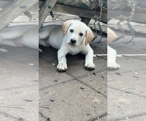 Shepradors Puppy for sale in CARY, IL, USA