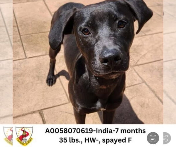 Medium Photo #1 German Shorthaired Pointer-Unknown Mix Puppy For Sale in columbia, SC, USA