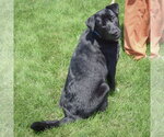 Small #3 Mutt