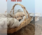 Small Photo #5 Golden Retriever Puppy For Sale in MALAGA, WA, USA