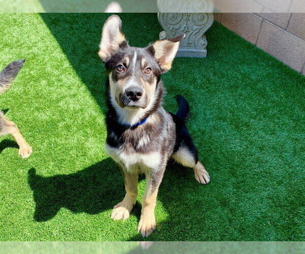 Medium Photo #1 German Shepherd Dog-Unknown Mix Puppy For Sale in Moreno Valley, CA, USA