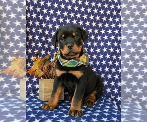 Rottweiler Puppy for sale in CHRISTIANA, PA, USA