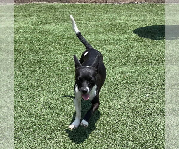 Medium Photo #2 Chihuahua Puppy For Sale in La Verne, CA, USA