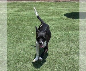 Bessie - Female Chihuahua Dog for Adoption - Photo #2