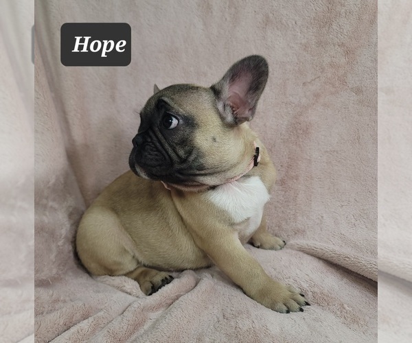 Medium Photo #2 French Bulldog Puppy For Sale in MINERAL WELLS, WV, USA