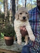 Small Photo #7 Labradoodle Puppy For Sale in KATY, TX, USA