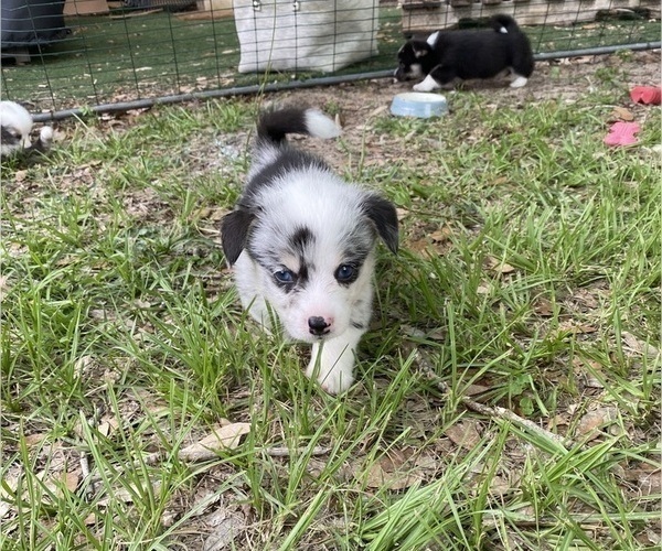 Medium Photo #7 Pembroke Welsh Corgi Puppy For Sale in BRANDON, FL, USA
