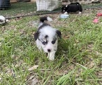Small #6 Pembroke Welsh Corgi