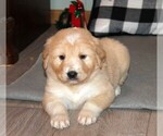 Small #3 Golden Pyrenees