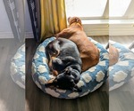 Small #10 Doberman Pinscher Mix