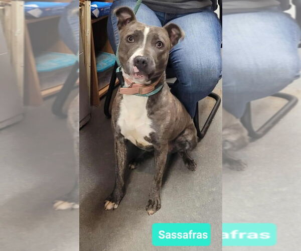 Medium Photo #2 Mutt Puppy For Sale in Richmond, IN, USA