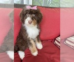 Small #4 Miniature Bernedoodle