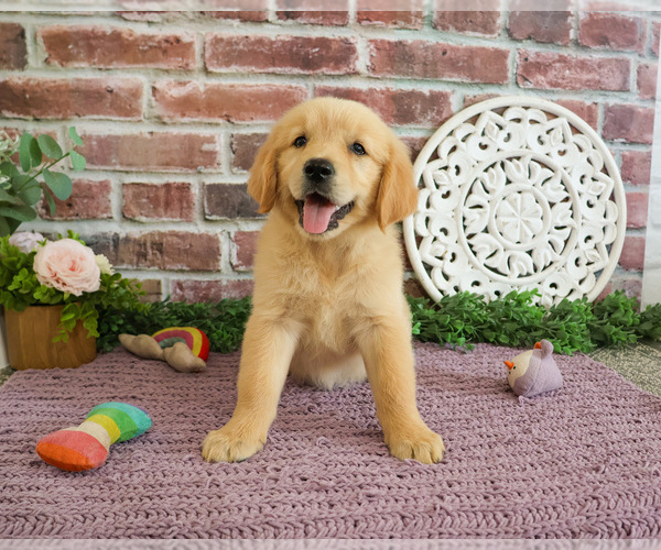 Medium Photo #2 Golden Retriever Puppy For Sale in SYRACUSE, IN, USA
