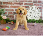 Small #1 Golden Retriever
